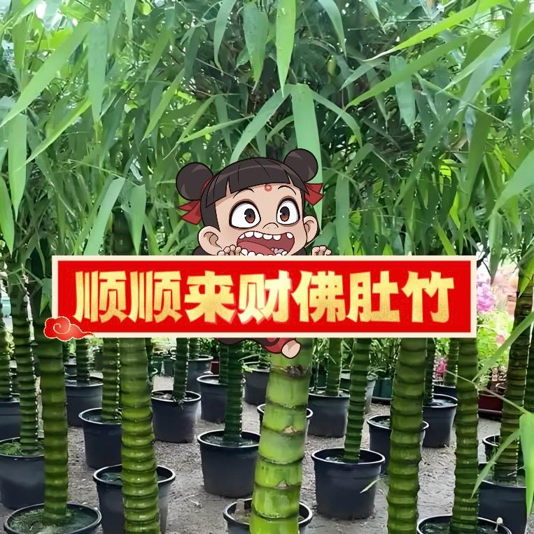 顺顺来财绿植佛肚竹好物精选