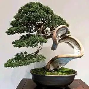 岚亭盆景园艺