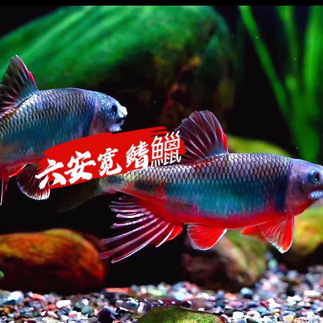 磐石原生溪流