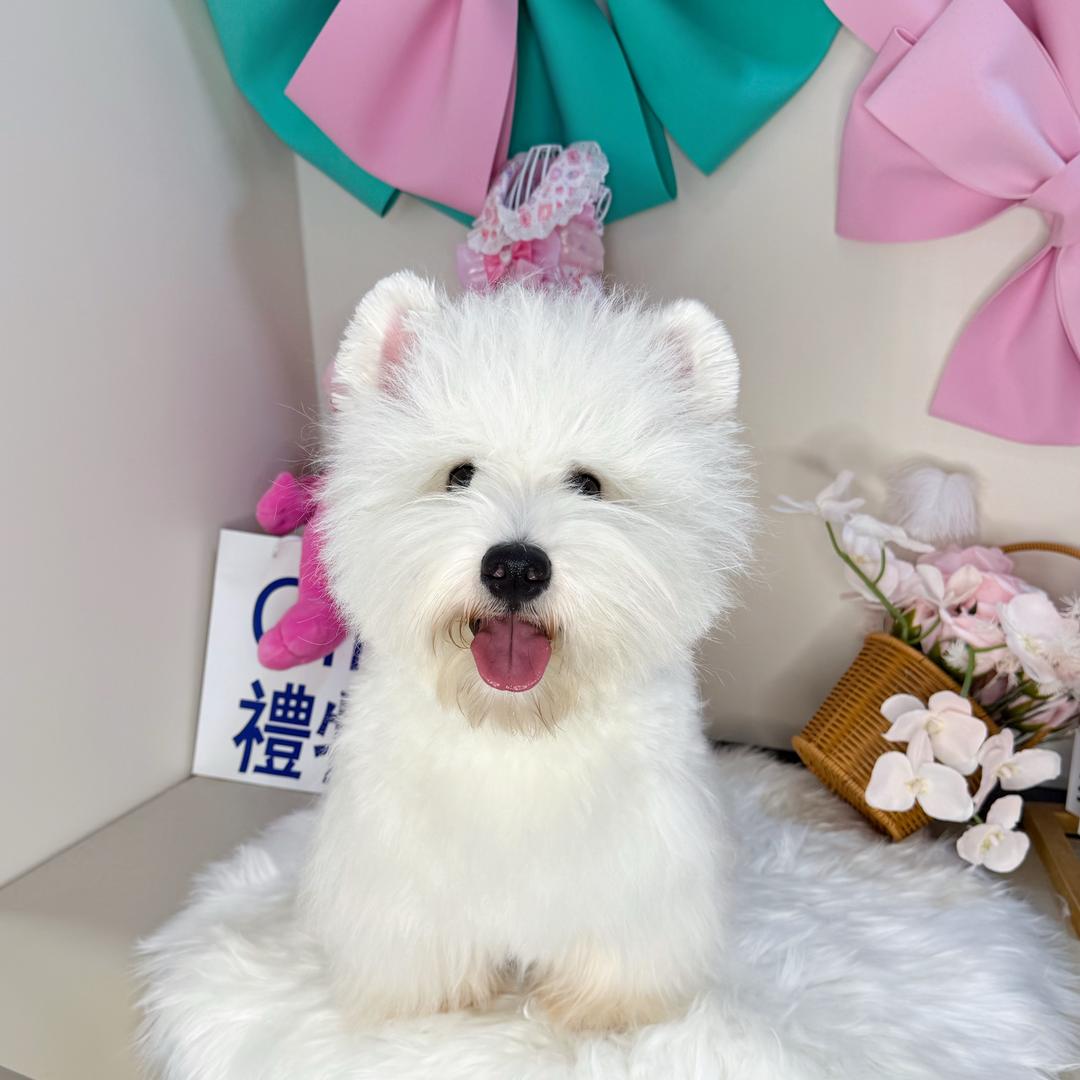 y阿冰（➗西高地呀～🏠）