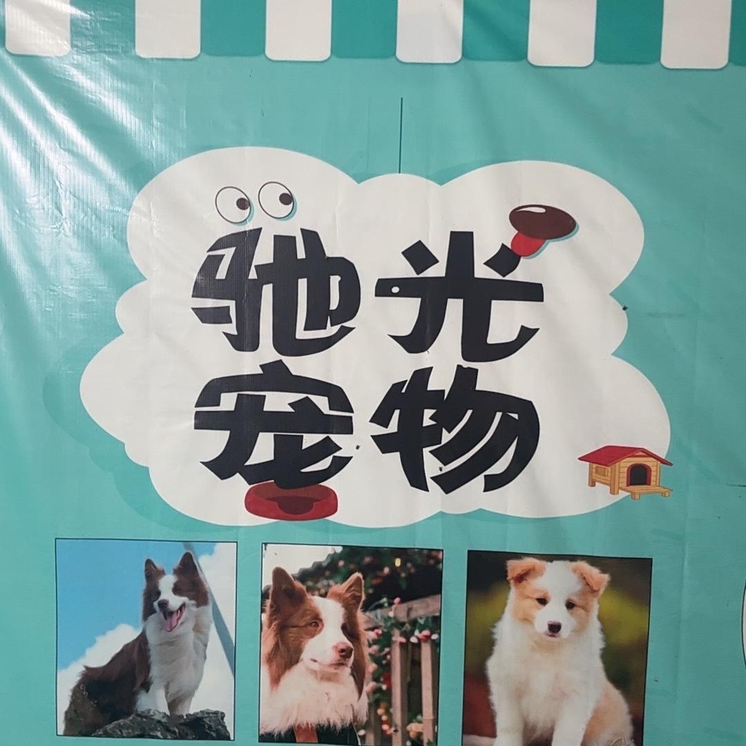 驰光宠物小铺