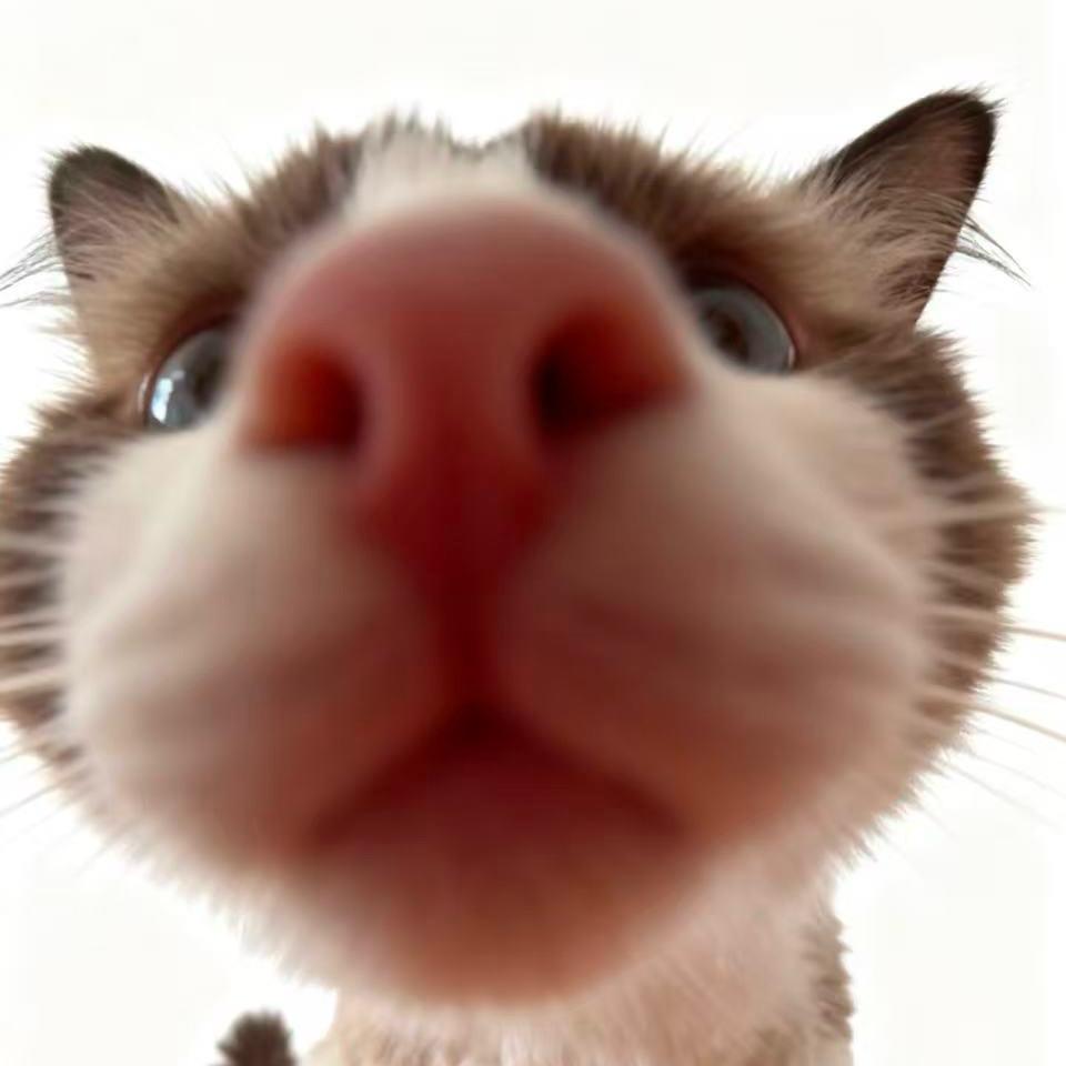 屿洋喵🐾