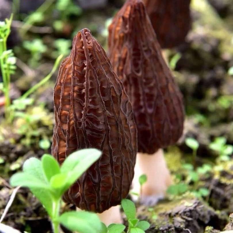 钓鱼打球种蘑菇