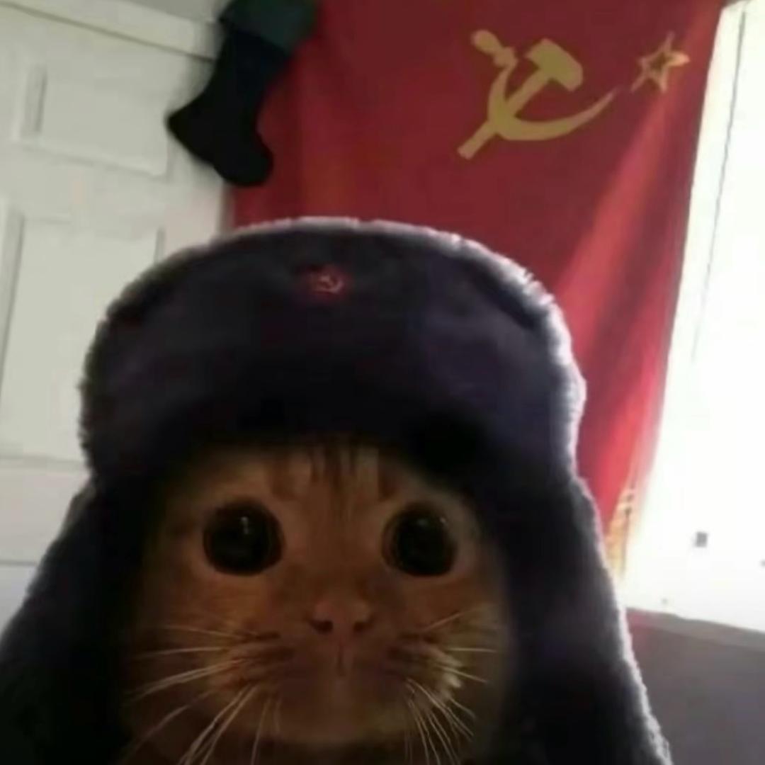 一只羊🐑
