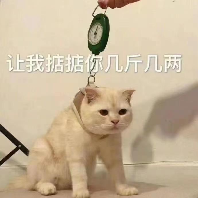 ⚈₃⚈翎月
