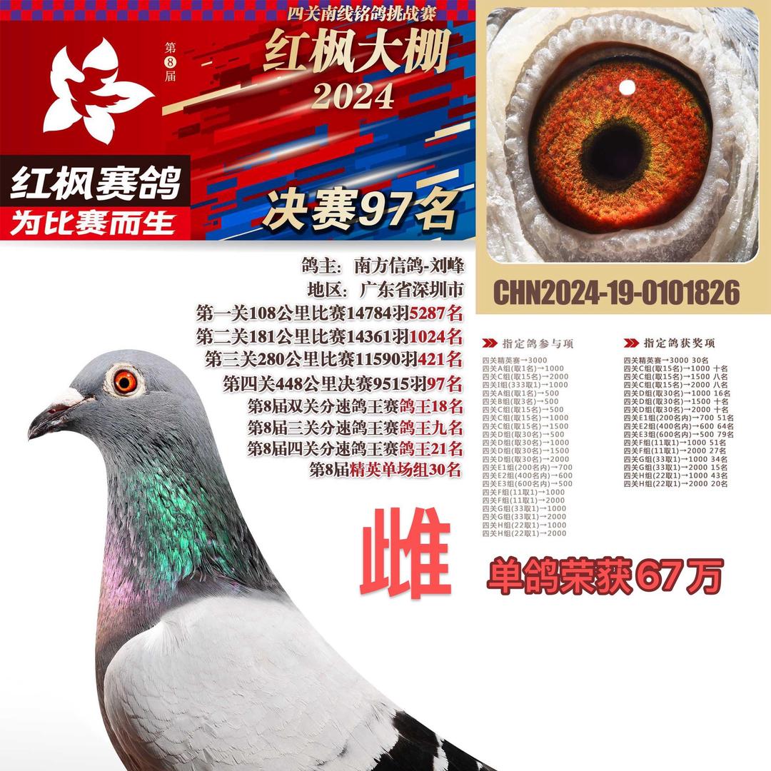 南方信鸽