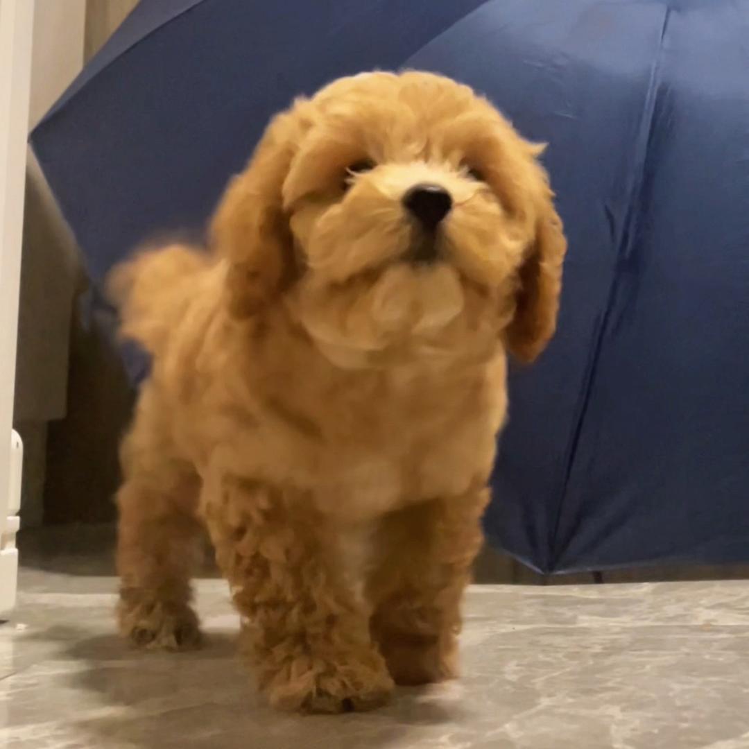 杰克刘和十二