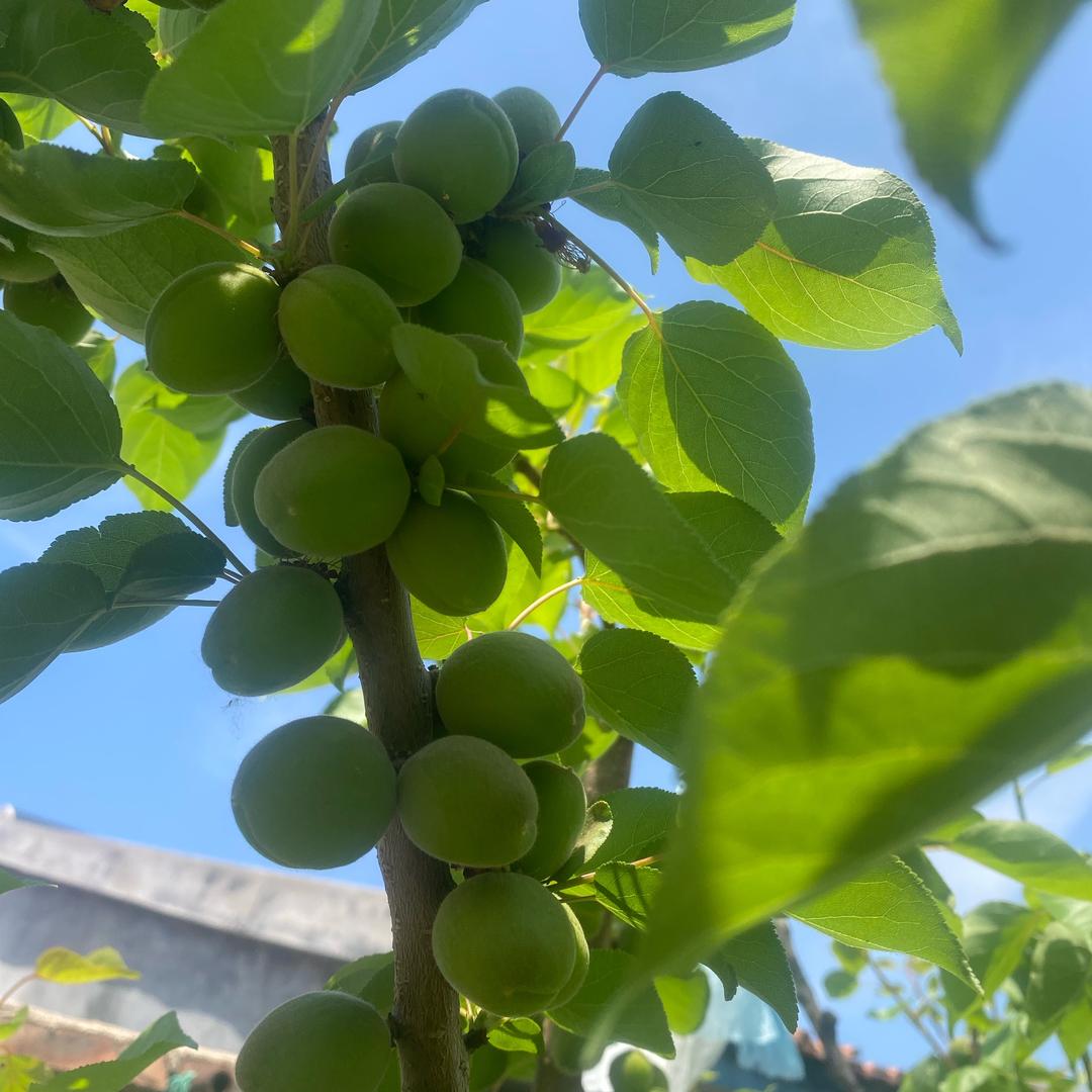 招财兔塑料袋半成品加工