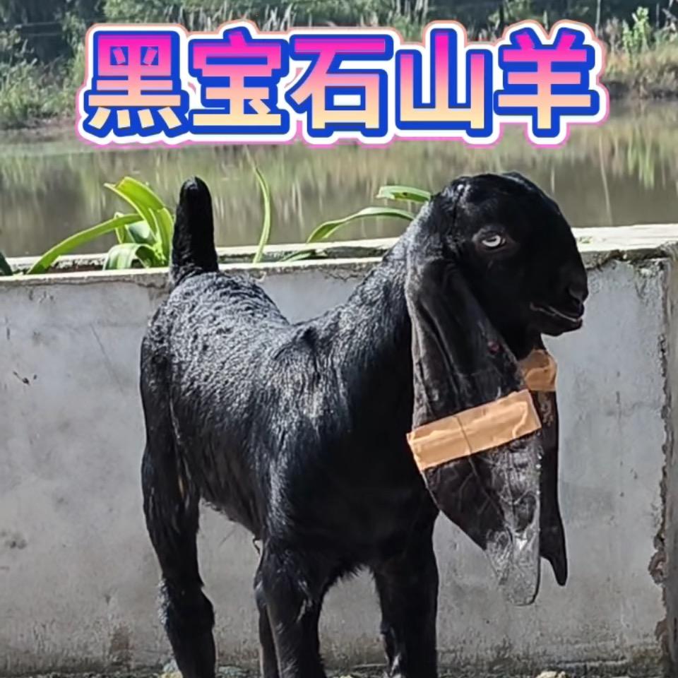 重庆市云阳县道湾社区16组生态养殖基地