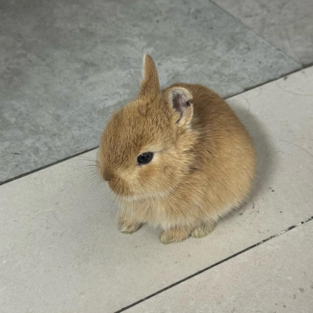 非著名品酒大师