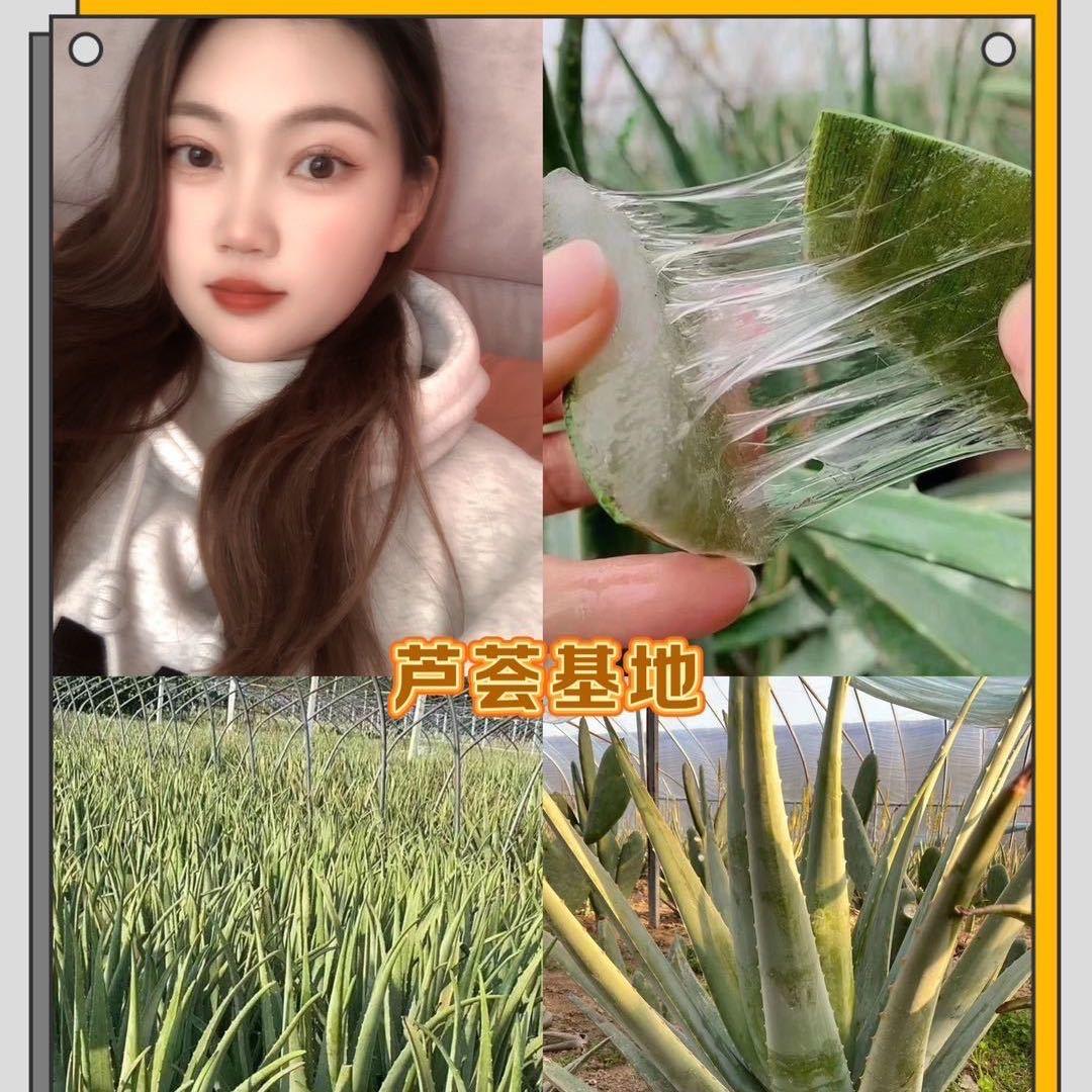亭亭芦荟种植基地