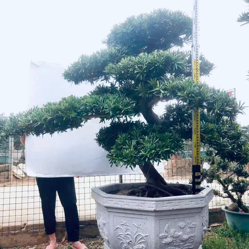 平仔园艺