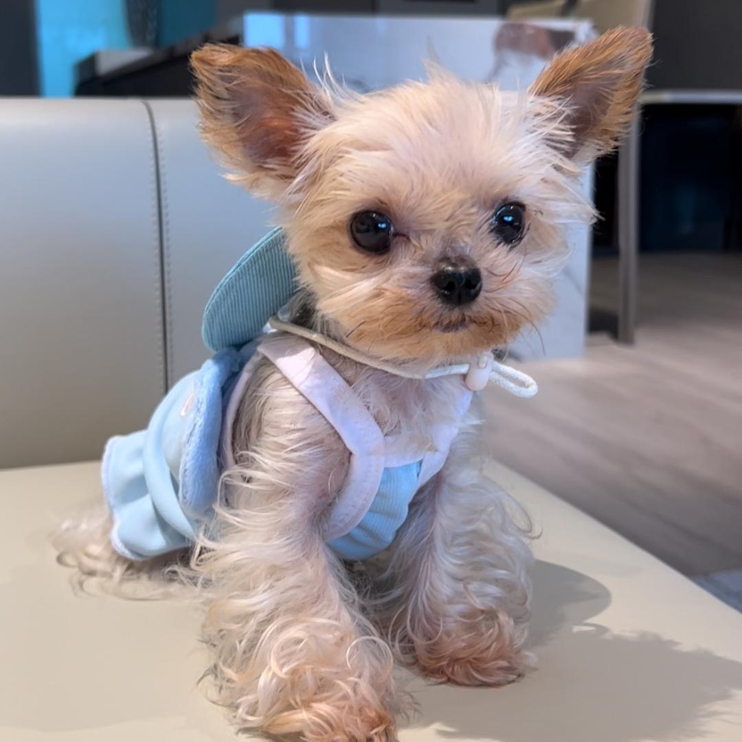 可乐不是猫