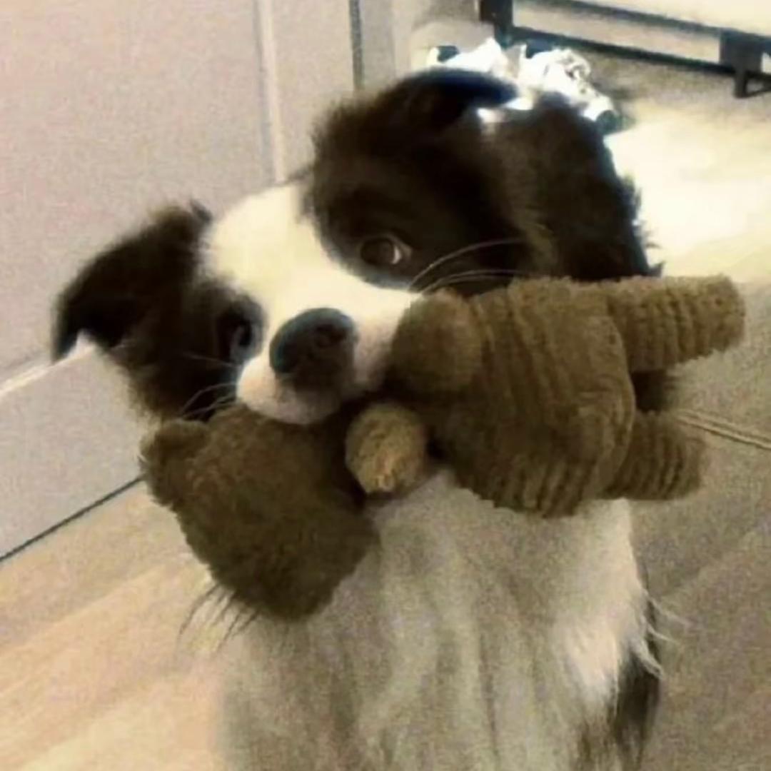 创兴犬舍