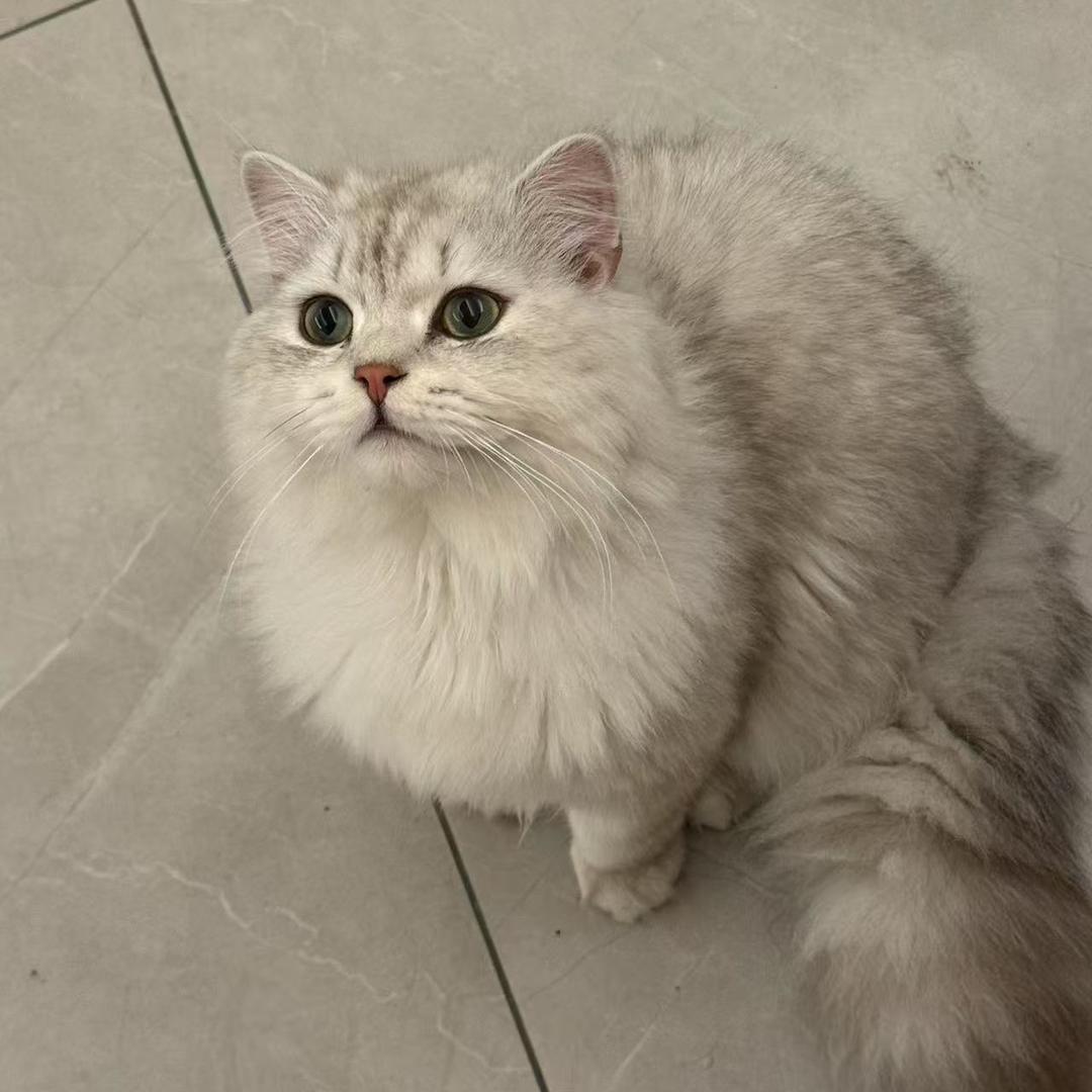 糕冷Kt
