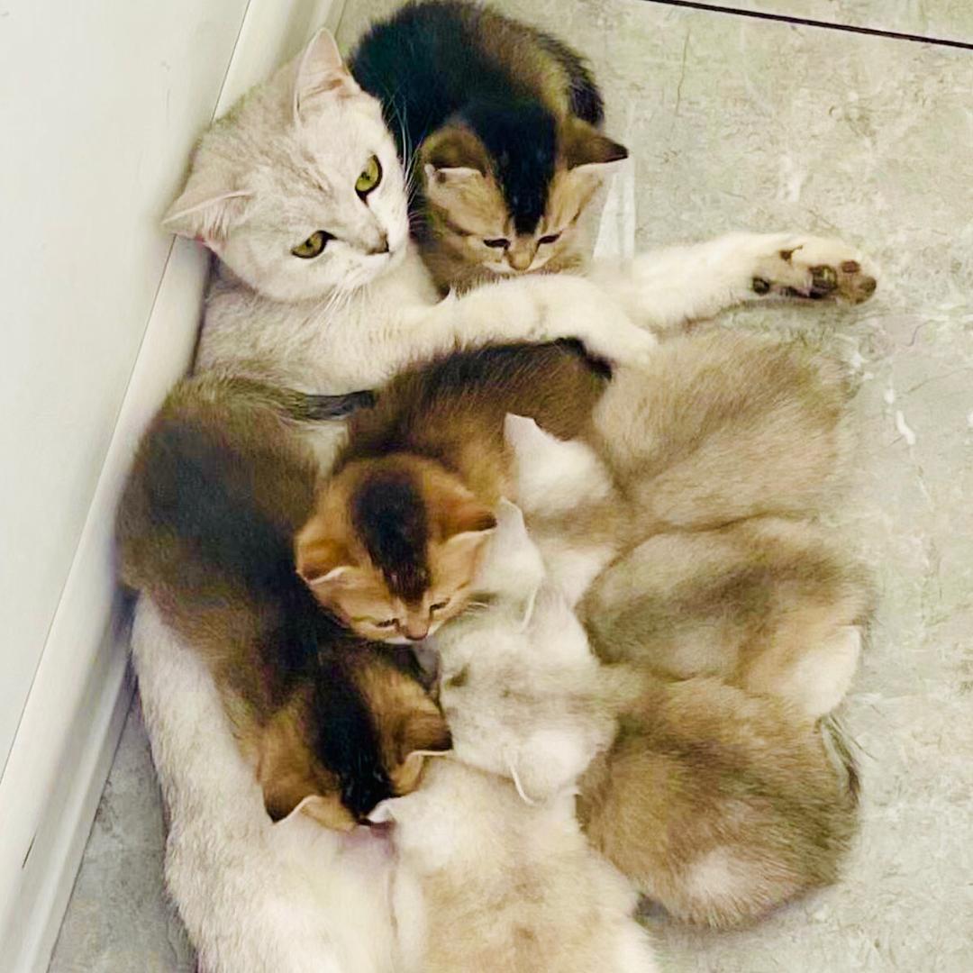 一窝儿猫猫