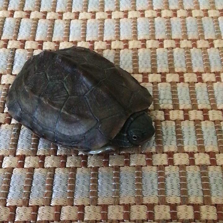 龟的强者•小草