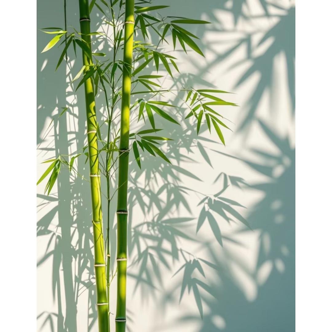 好运来摆摊