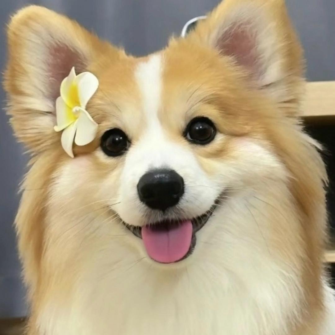 宠美优选💕