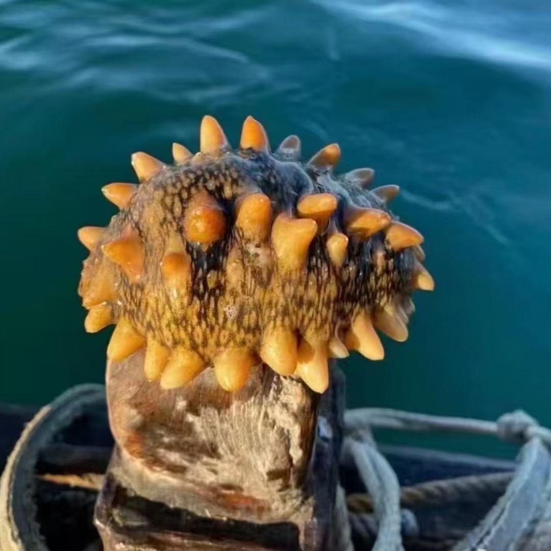 獐子岛野生海参