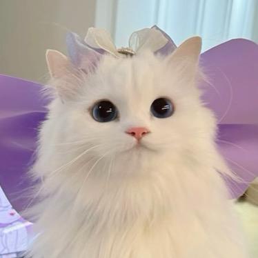 夜猫猫