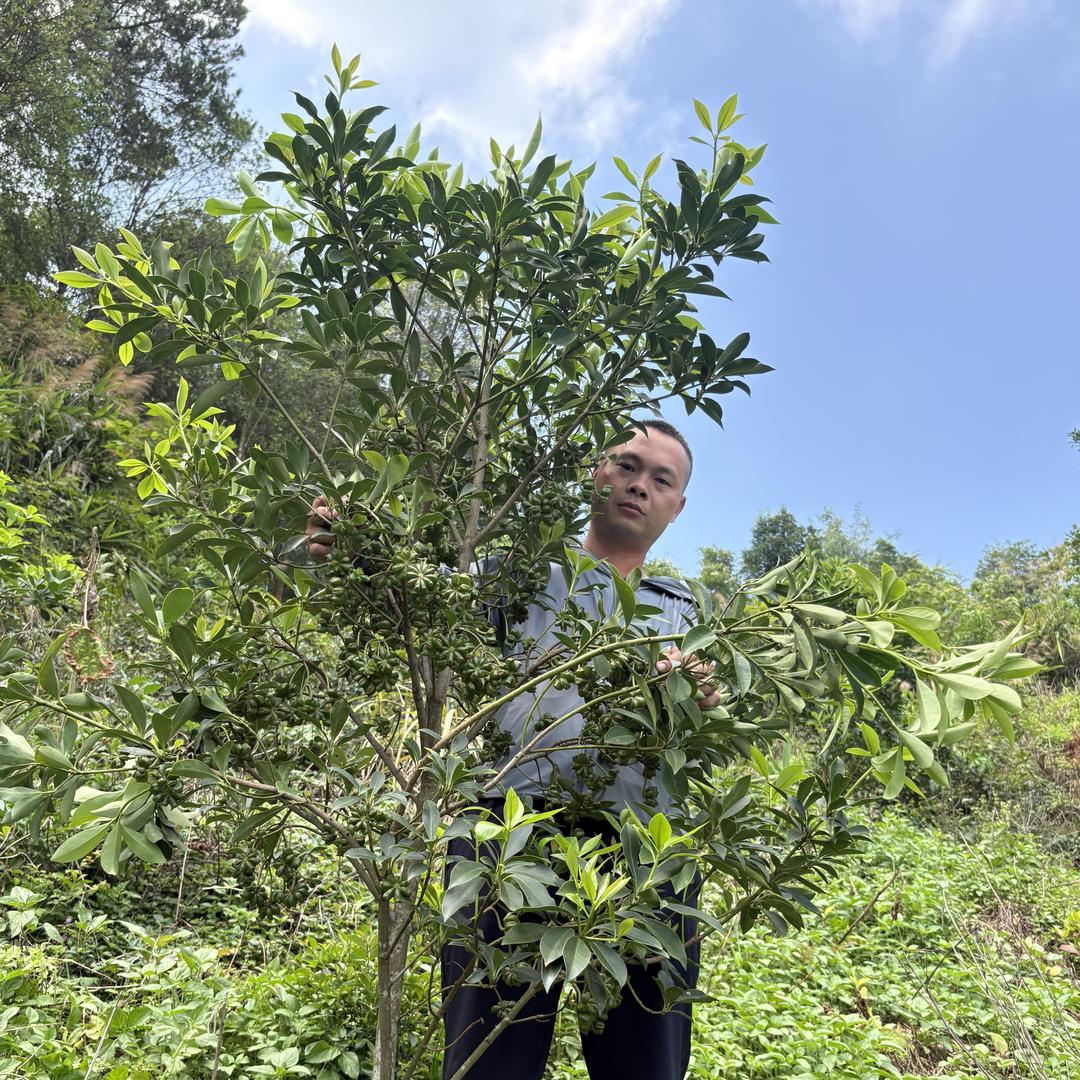 藤县古龙黄文烽八角嫁接树苗