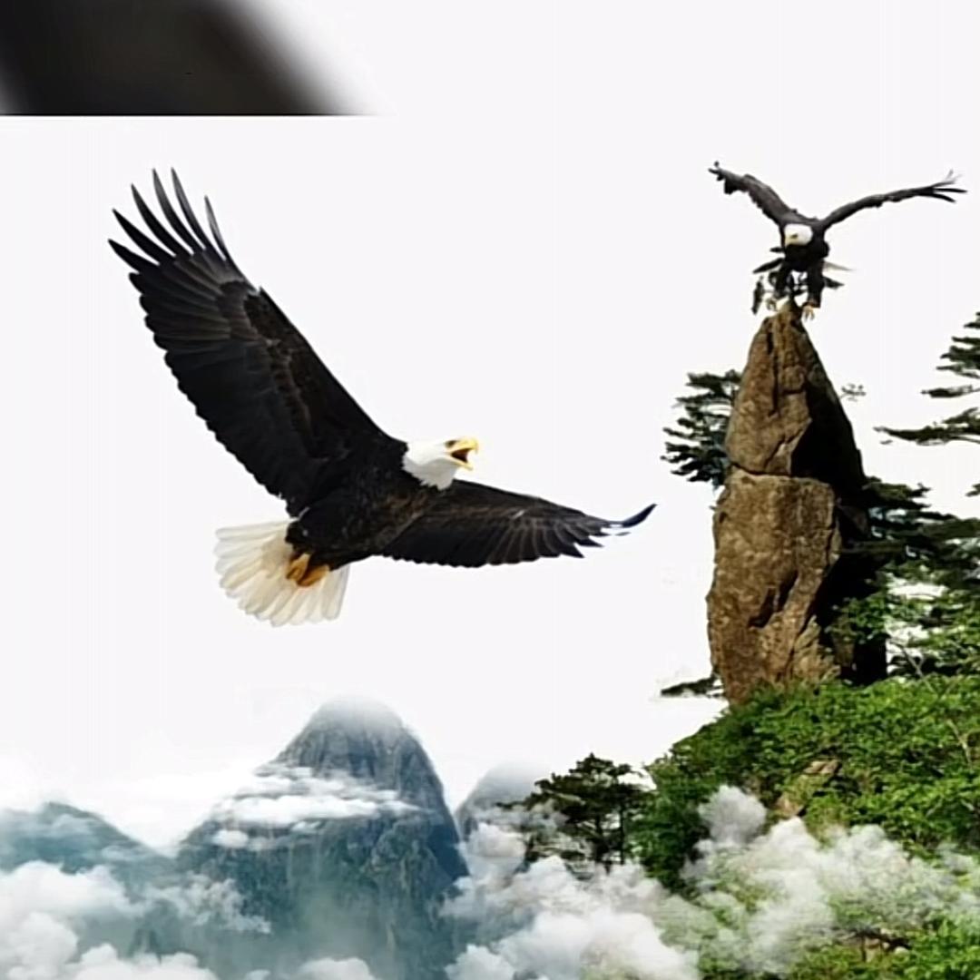 雪域雄鹰🦅