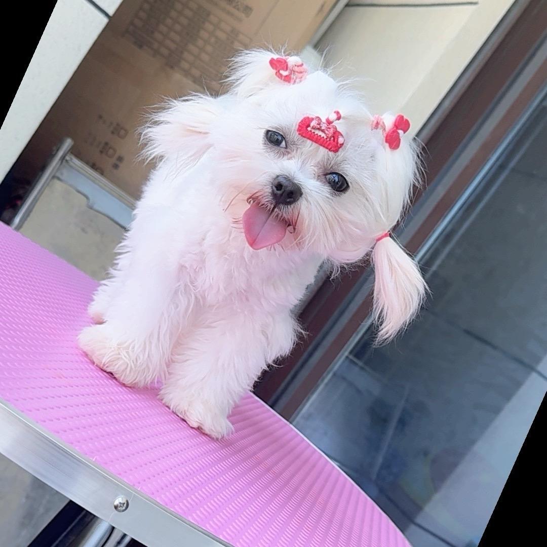 kimi 和它的宝宝🐶