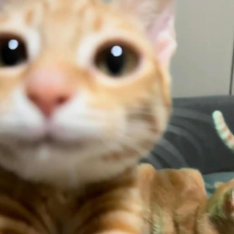 小猫梨梨