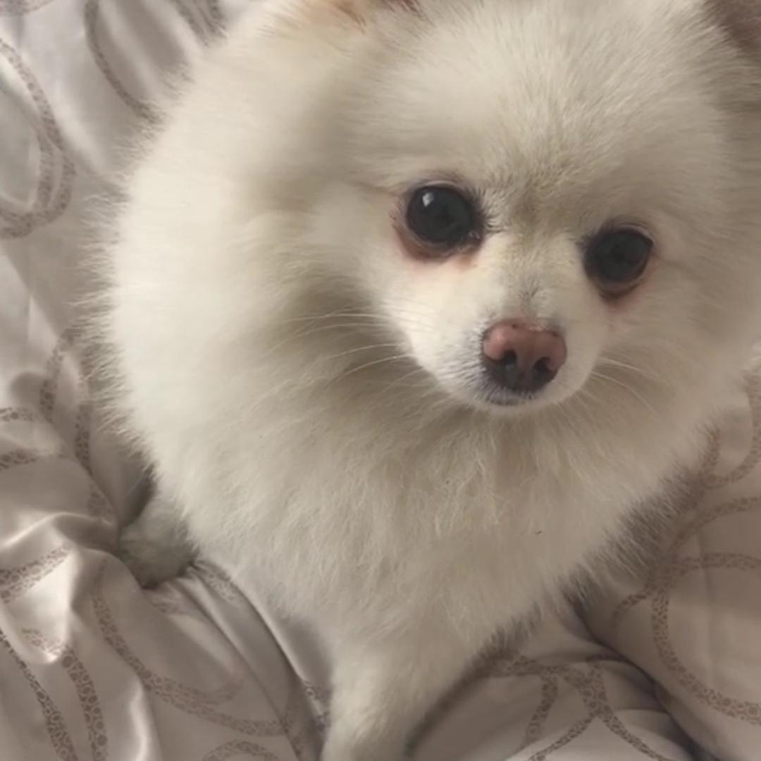 Aloysius