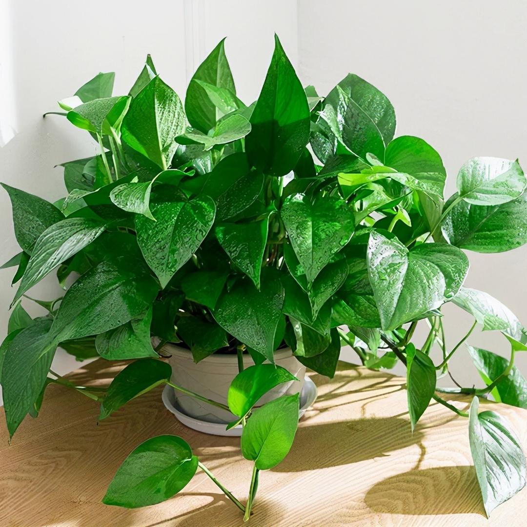 广州市花都区花山镇晴萱绿植