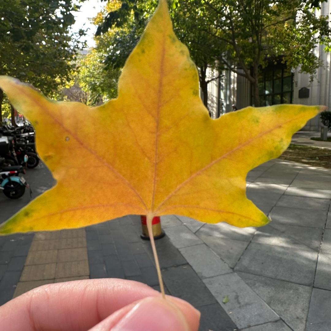 一只小松许