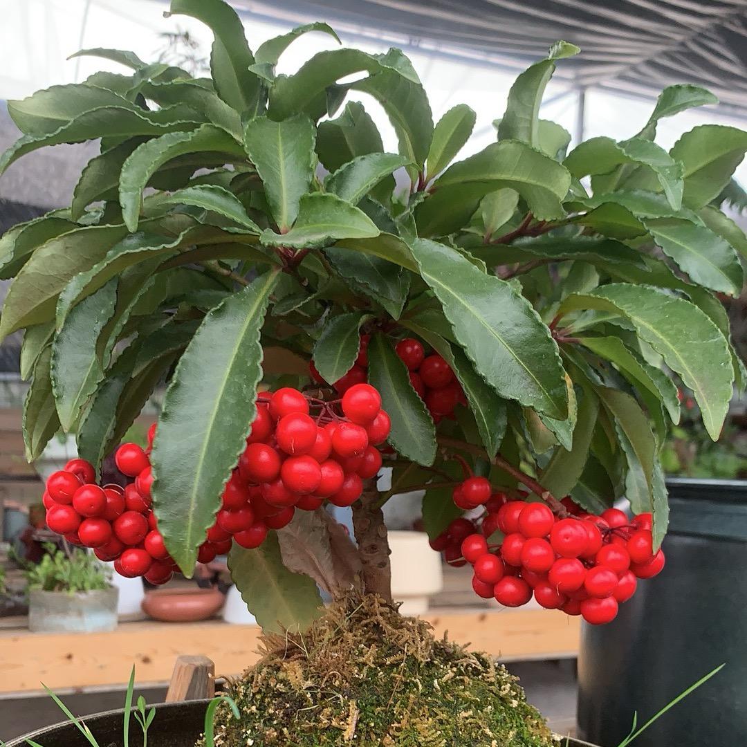 🇨🇳加油🇨🇳