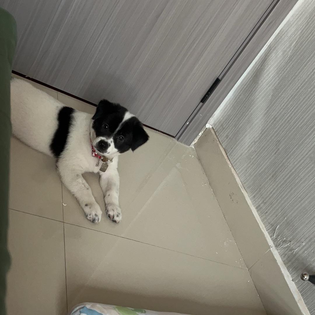 汤圆窜窜