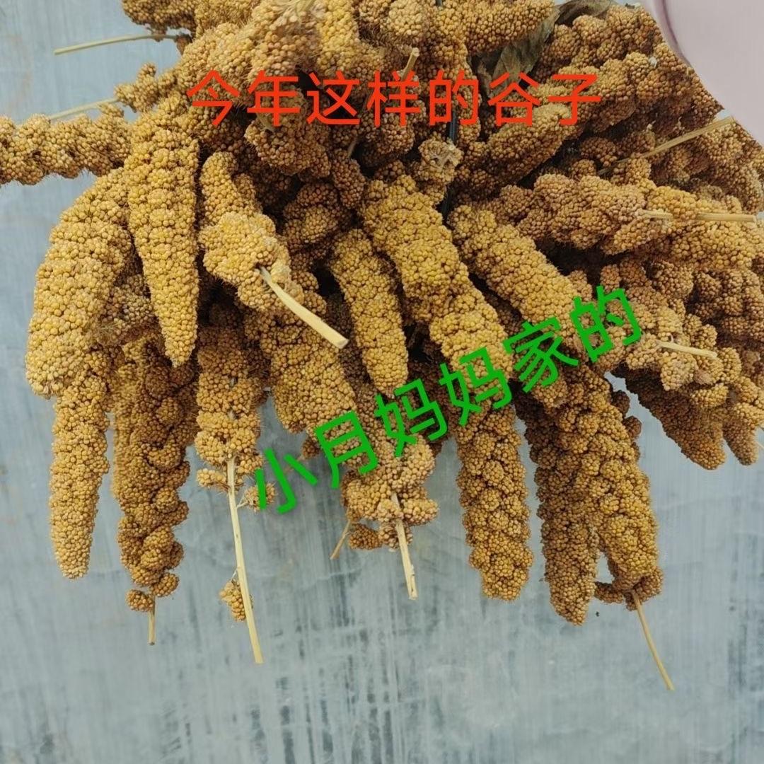 小月家的农产品小店