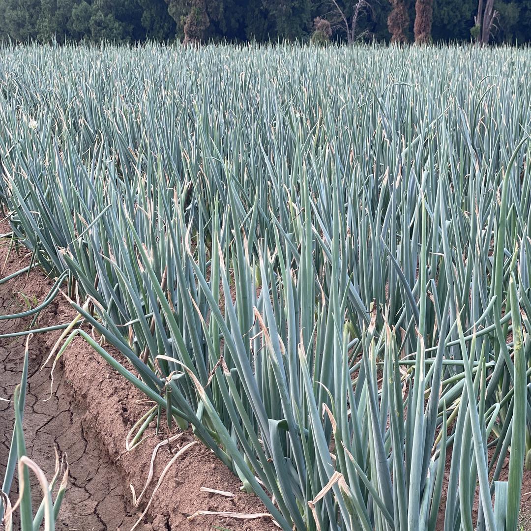 合优贵章丘大葱