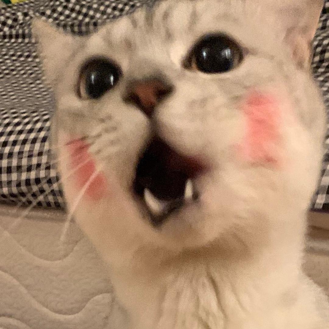 Avacha的动物园@抖音