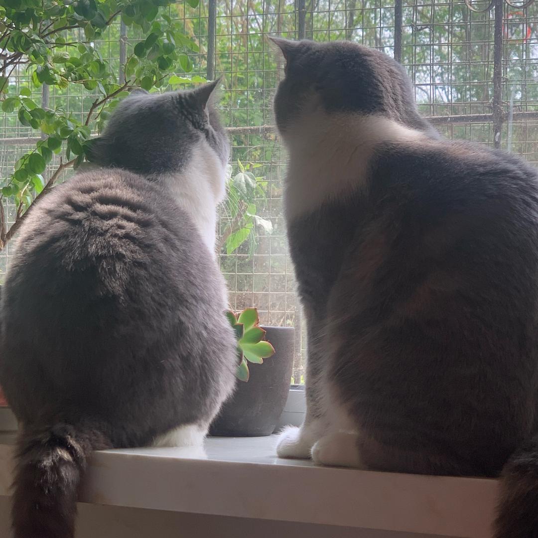 🥖面包脑袋