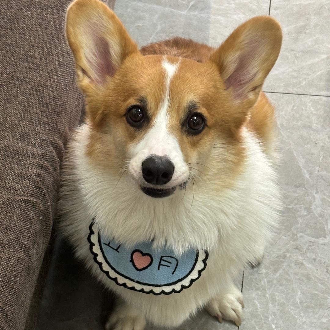 五月是只小公基