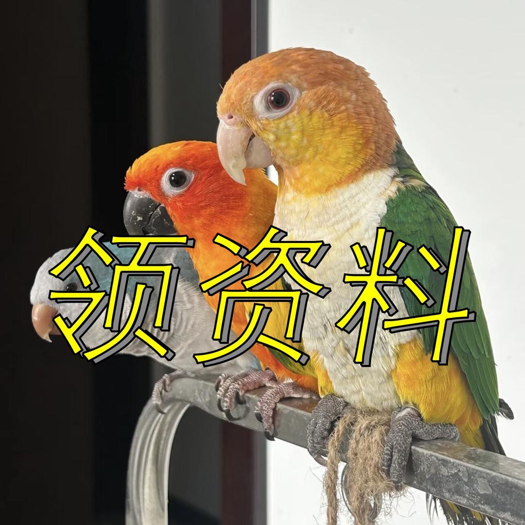 刚子老师鹦鹉手册
