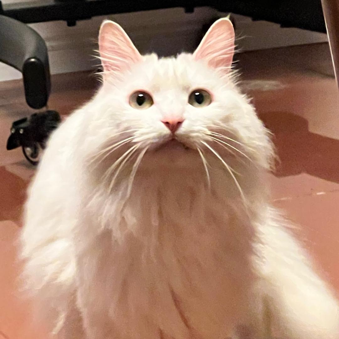 十五_Fiv