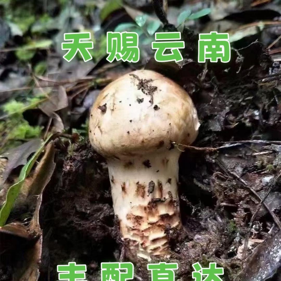 天赐产品中心