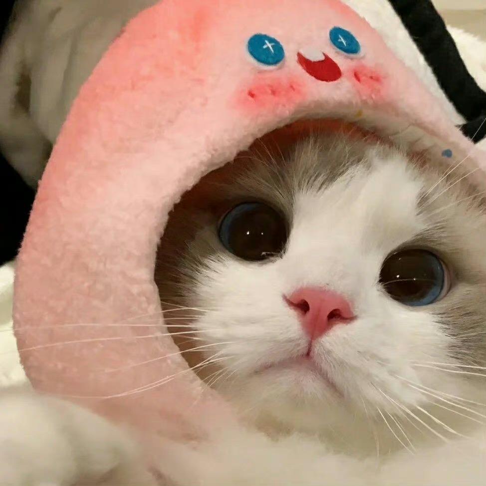 爱喝奶茶的猫猫头