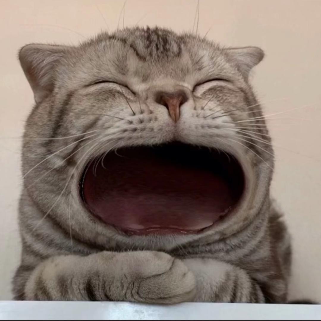 路边一颗榕树下