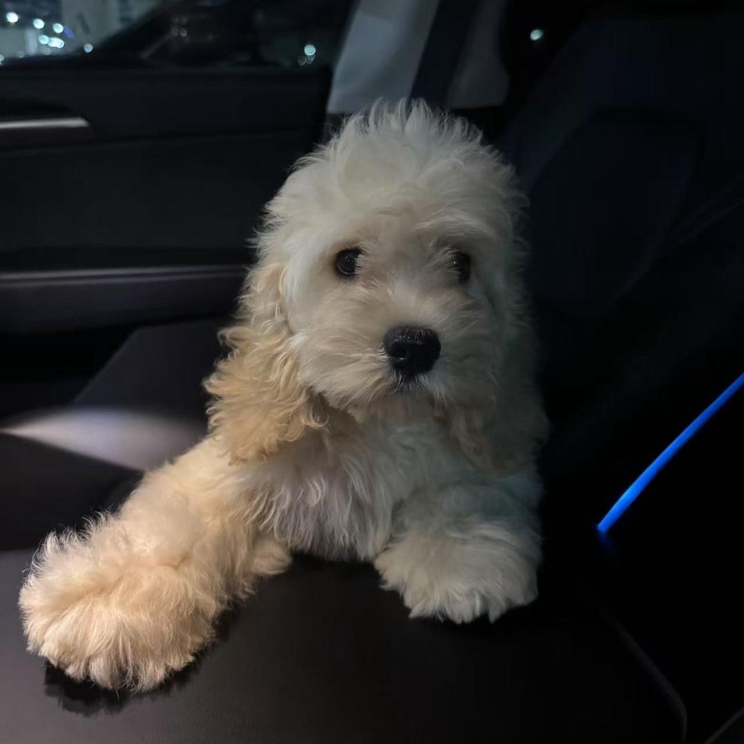 哩哩可卡布 美卡