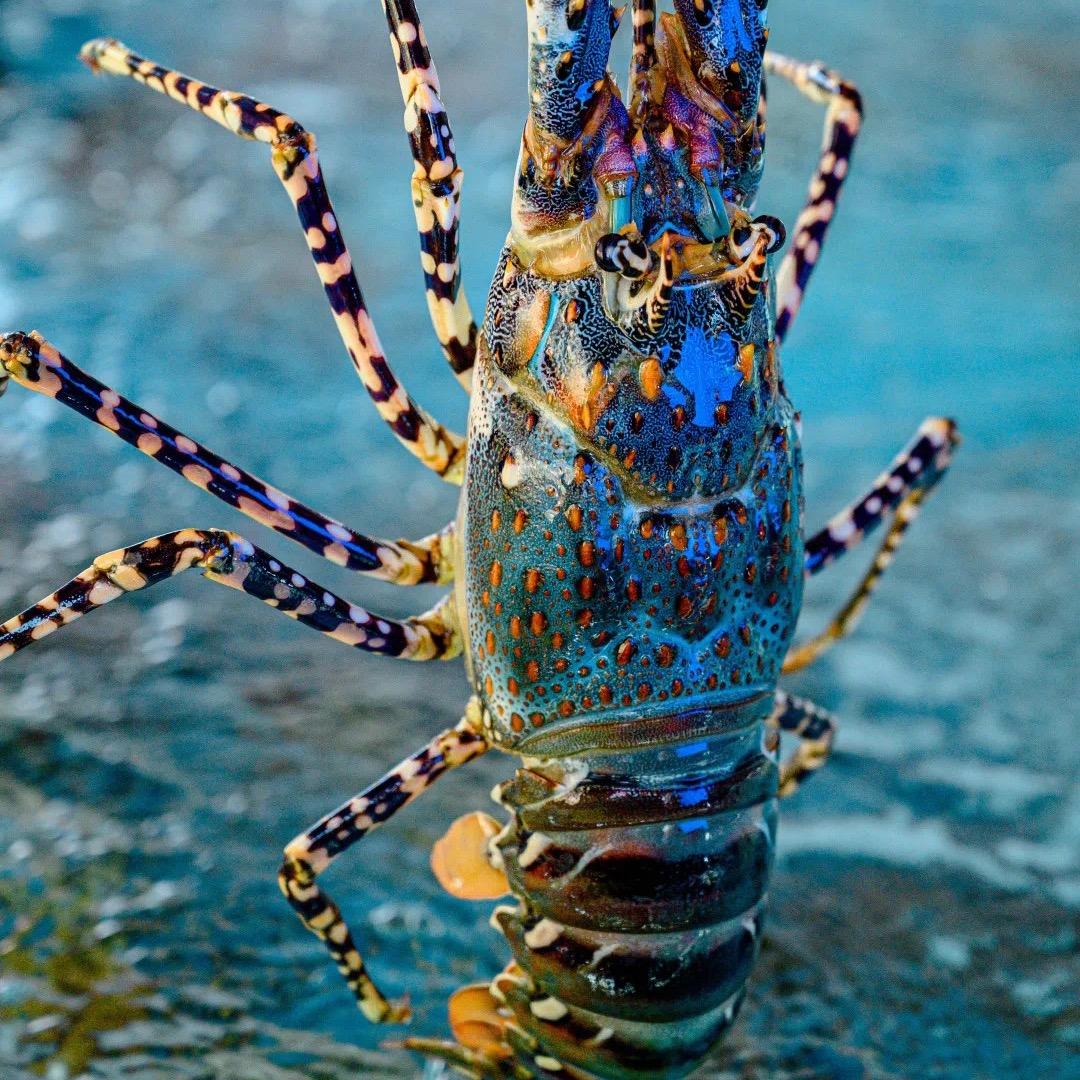 熙海汇鲜海鲜超市新都