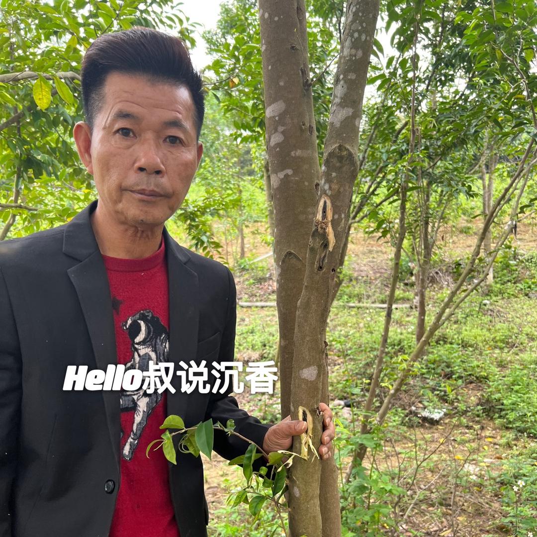 哈喽叔说沉香