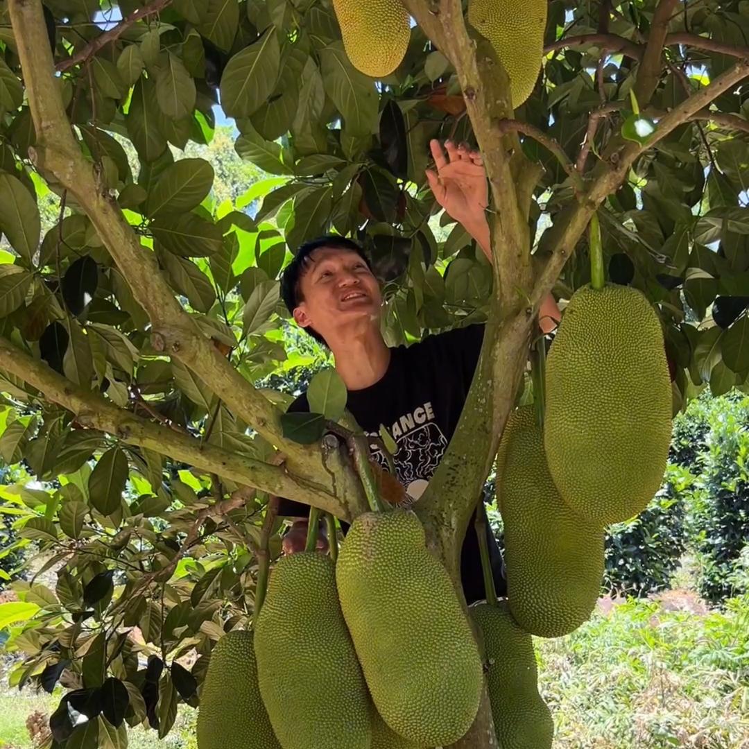 南方啊富菠萝蜜