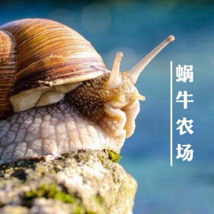 蜗牛🐌农场（鸡崽狮头鹅）