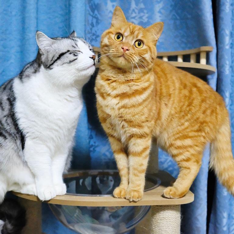 小猫日记📒